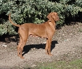 Raza: Braco hungaro de pelo corto