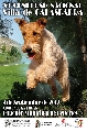 Concurso: VI CONCURSO CANINO NACIONAL DE CALASPARRA
