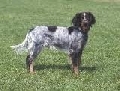 Raza: Spaniel azul de Picardia