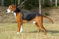 Raza: Sabueso de Hamilton