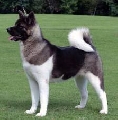 Raza: Akita americano