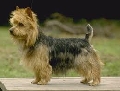 Raza: Australian Terrier