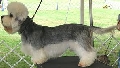 Raza: Dandie Dinmont Terrier