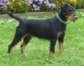 Raza: Terrier aleman de caza