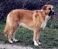 Raza: Rafeiro do Alentejo (Mastin del Alentejo)