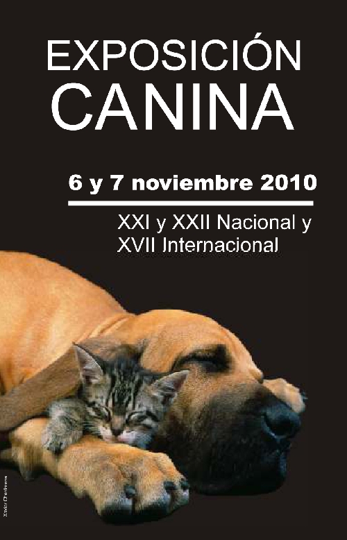 Pinche sobre las categorias para conocer nuestros Yorkies